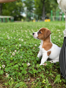 Jack russelli terjeri kutsikad Jacks Fullofjoy (4 foto / 8)