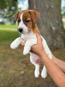 Jack russelli terjeri kutsikad Jacks Fullofjoy (5 foto / 8)