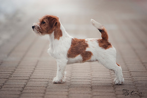 Jack russelli terjeri kutsikad Jacks Fullofjoy (7 foto / 8)