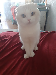 Scottish fold kass vajab paaritamiseks kassi. (1 foto / 1)