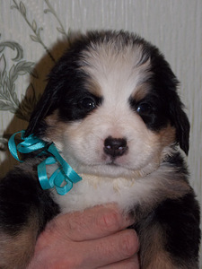Bernes zennenhund (3 foto no 7)