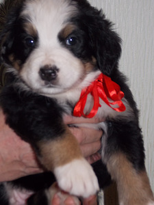 Bernes zennenhund (6 foto no 7)