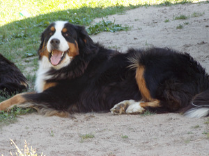 Bernes zennenhund (7 foto no 7)