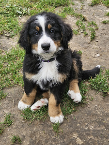 Bernes zennenhund