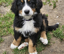 Bernes zennenhund