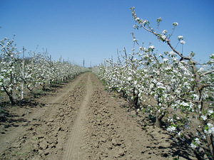 Плодоносящий яблоневый сад в Крыму 4,8 Га