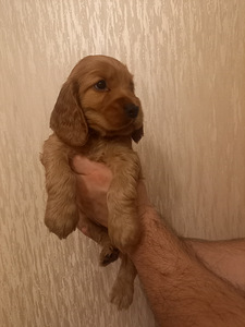 Inglise kokkerspanjeli kutsikad (2 foto / 8)