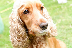 Angļu kokerspaniels (9 foto no 9)