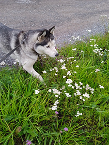 Husky