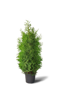 Thuja Occidentalis 'Brabant' 60-80 cm [4kg/pott] (1 foto / 4)