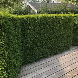 Thuja Occidentalis 'Brabant' 80-100 cm [5,5kg/pott] (4 foto / 4)