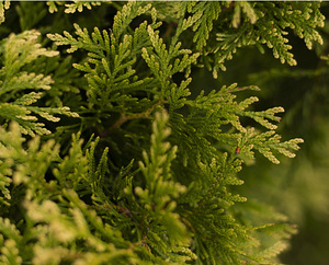 Thuja Occidentalis 'Brabant' 140-160 cm [12kg/ pott] (2 foto / 4)