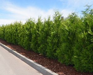 Thuja Occidentalis 'Brabant' 180-200 cm [22kg/ pott] (3 foto / 4)