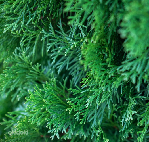 Thuja Occidentalis 'Smaragd' 60-80 cm [4kg/ pott] (foto #2)