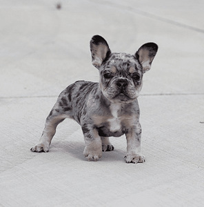 Prantsuse Buldogi kutsikad Blue Merle (1 foto / 5)