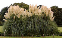 Кортадерия, или пампасская трава саженцы, Сумы