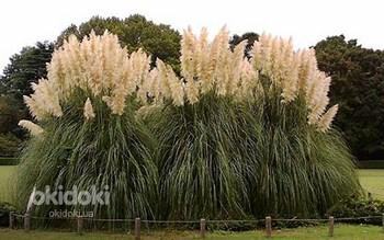 Кортадерия, или пампасская трава саженцы, Сумы (фото #2)