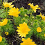 Адонис (Горицвет весенний, Adonis vernalis) цвет с травой 50 (фото #1)