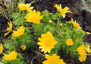 Адонис (Горицвет весенний, Adonis vernalis) цвет с травой 50