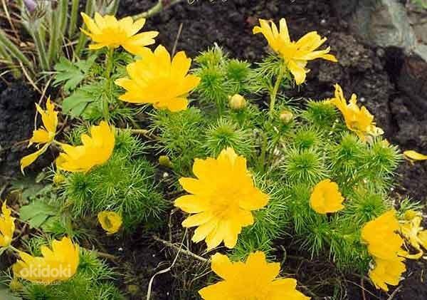 Адонис (Горицвет весенний, Adonis vernalis) цвет с травой 50 (фото #1)