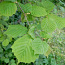 Лещины листья 50 грамм (фото #1)