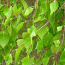 Листья березы 50 грамм (фото #1)