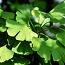 Гинкго Билоба (листья) 50 грамм (фото #1)