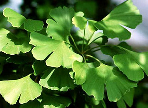 Гинкго Билоба (листья) 50 грамм