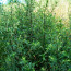 Трава чернобыльник 50 грамм (фото #1)