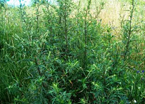 Трава чернобыльник 50 грамм