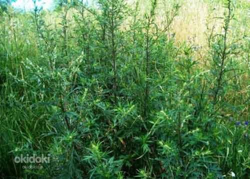Трава чернобыльник 50 грамм (фото #1)