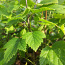 Листья черной смородины 50 грамм (фото #1)