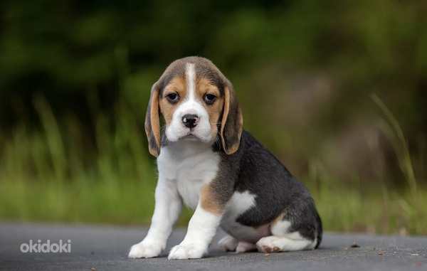 Beagle (foto #4)