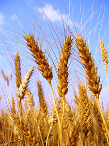 Семена мягкой яровой пшеницы