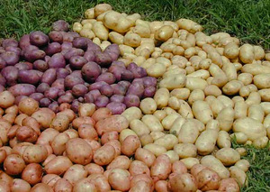 Семенной картофель разных сортов