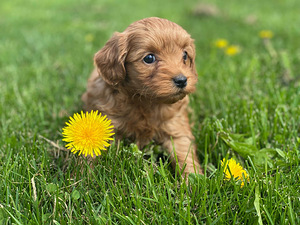 Maltipoo F1 (3 valokuva sivusta 3)