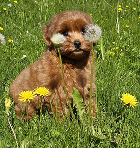 Maltipoo