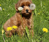 Maltipoo
