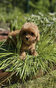 Maltipoo