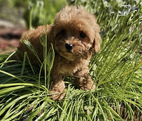 Maltipoo