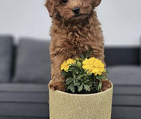 Maltipoo