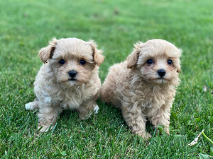 Maltipoo (2 valokuva sivusta 3)