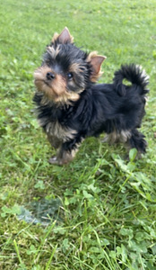 Yorkshirenterrier
