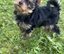 Yorkshirenterrier