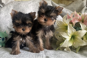 Yorkshirenterrier