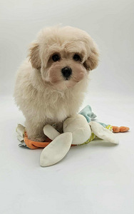 Maltipoo
