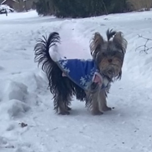 Yorkshirenterrier (2 valokuva sivusta 3)