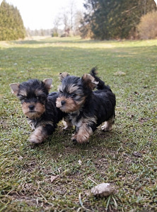 Yorkshirenterrier (1 valokuva sivusta 3)