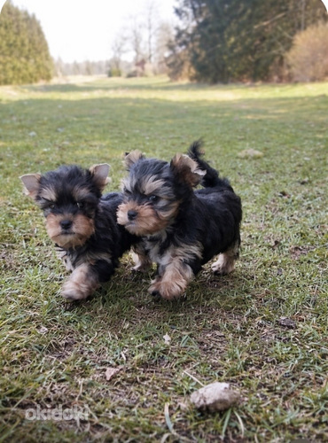 Yorkshirenterrier