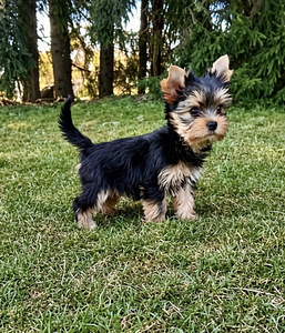 Yorkshirenterrier (3 valokuva sivusta 4)